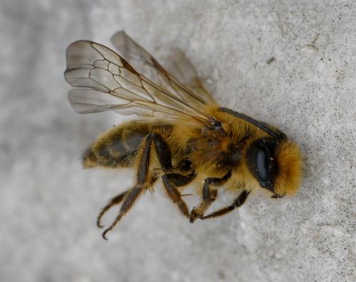Andrena sp.